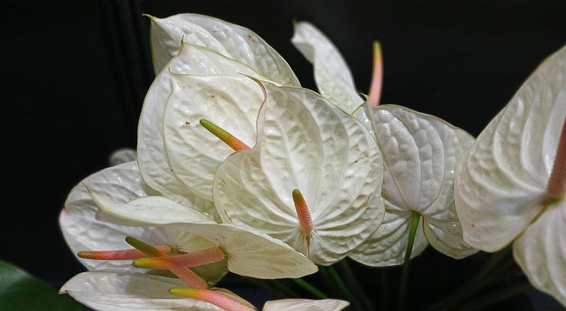 火鶴花 玉佛心 (圖片4)