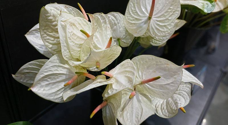 火鶴花 玉佛心 (圖片2)