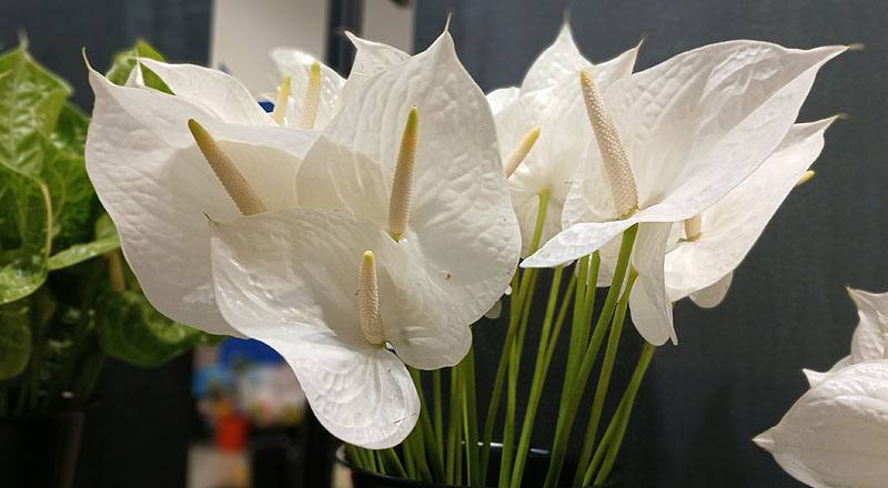 火鶴花 白天使 (圖片2)