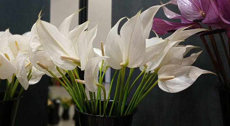火鶴花 白月 (圖片1)