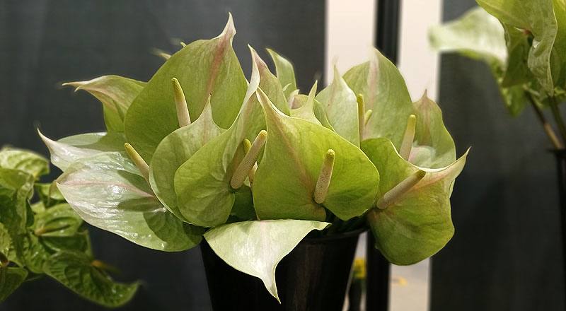 火鶴花 西莎 (圖片1)