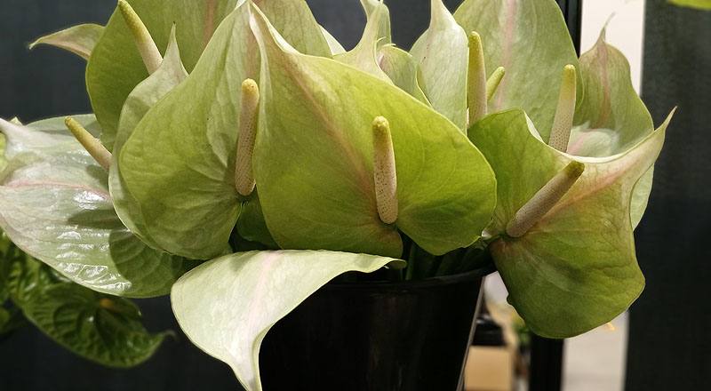 火鶴花 西莎 (圖片3)