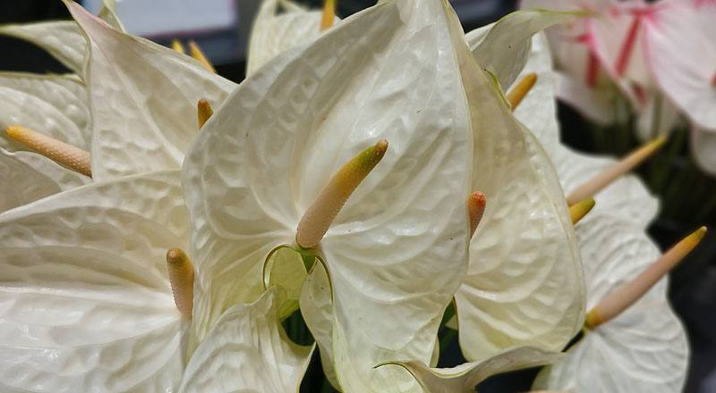 火鶴花 幸福 (圖片3)