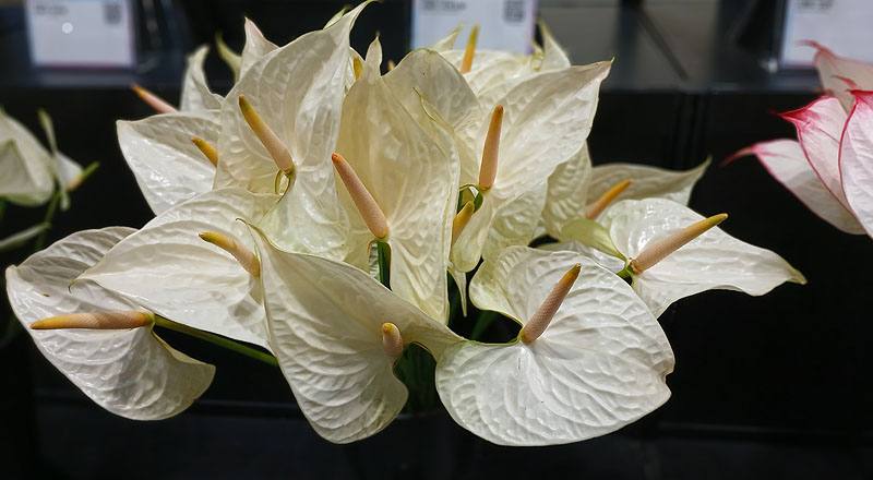 火鶴花 幸福 (圖片1)