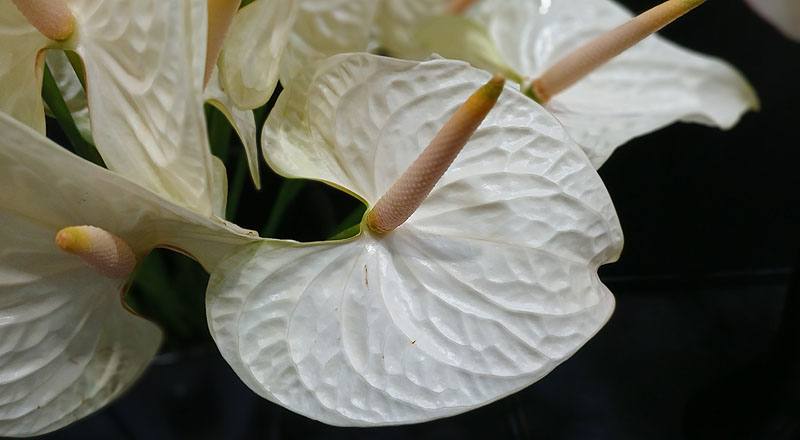 火鶴花 幸福 (圖片4)