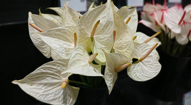 火鶴花 幸福 (圖片2)