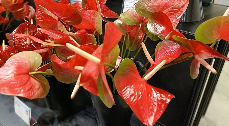 火鶴花 紅愛神 (圖片2)