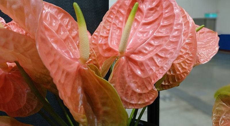 火鶴花 香吉 (圖片3)