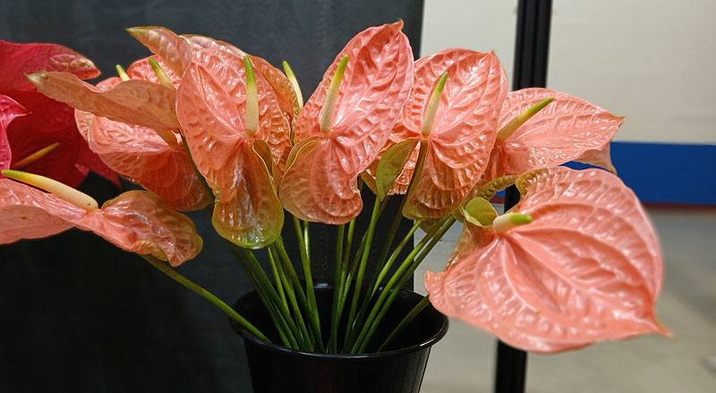 火鶴花 香吉 (圖片1)