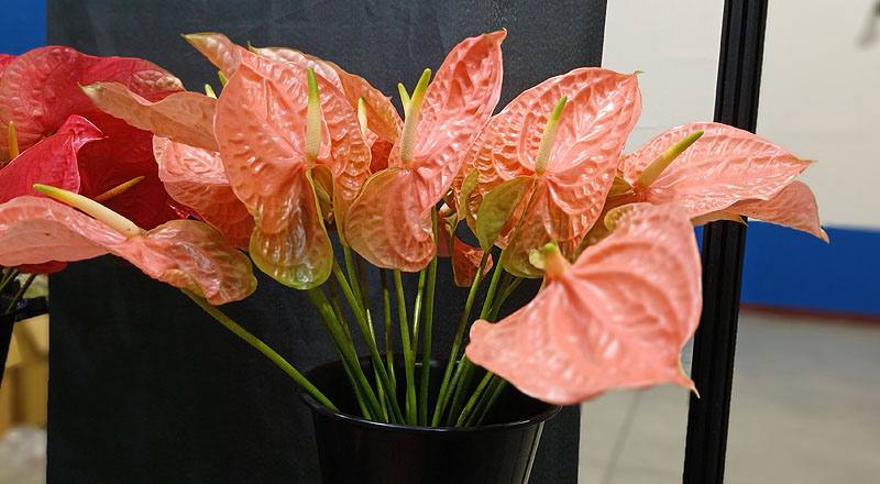 火鶴花 香吉 (圖片2)