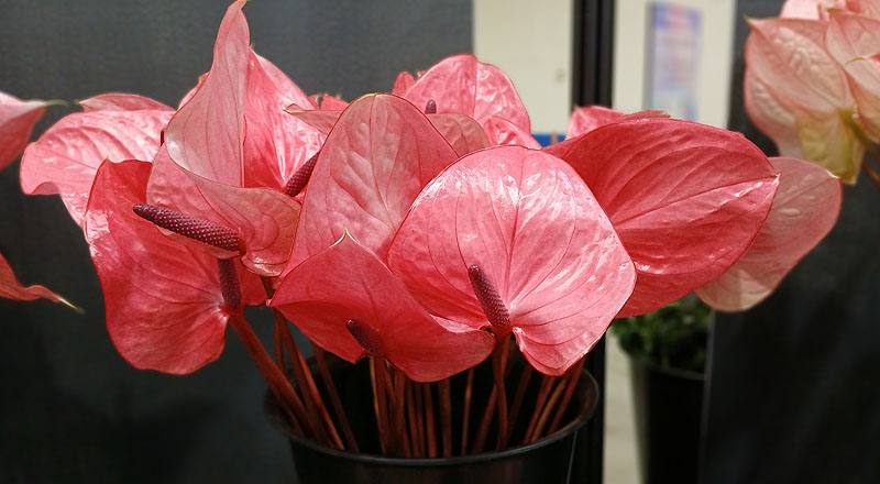 火鶴花 粉雷絲 (圖片1)
