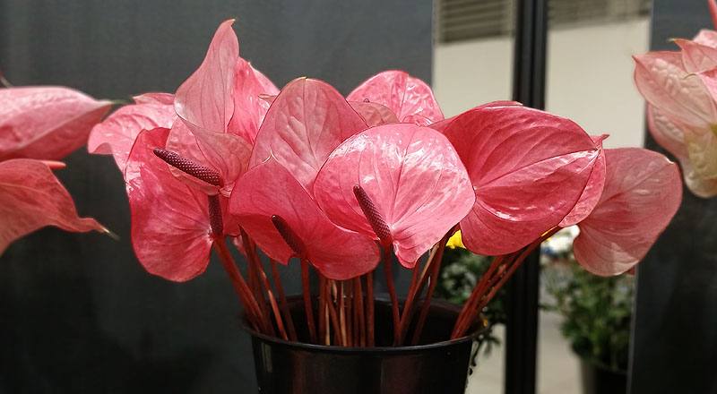 火鶴花 粉雷絲 (圖片2)