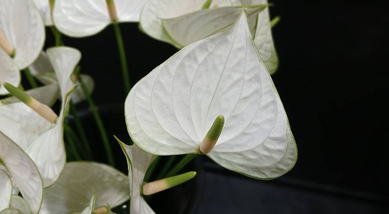 火鶴花 雪花 (圖片4)