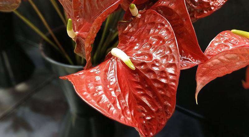火鶴花 黑金剛 (圖片3)