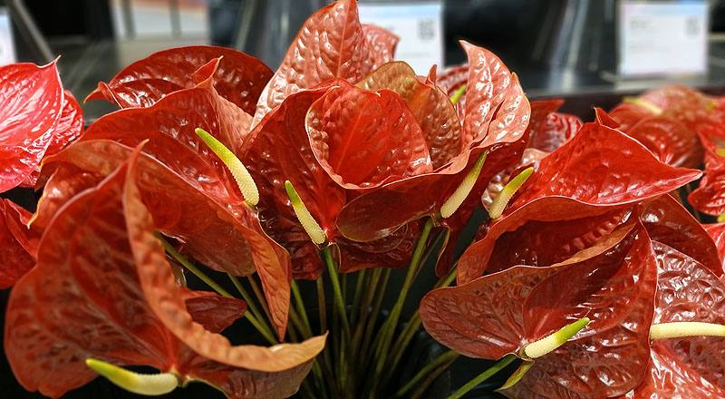 火鶴花 黑金剛 (圖片1)
