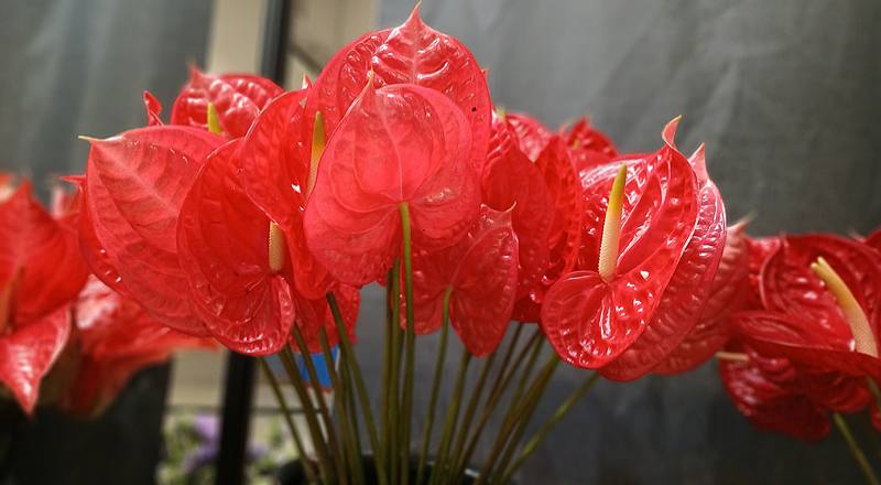 火鶴花 愛維特 (圖片2)