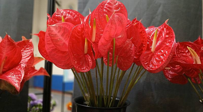 火鶴花 愛維特 (圖片1)