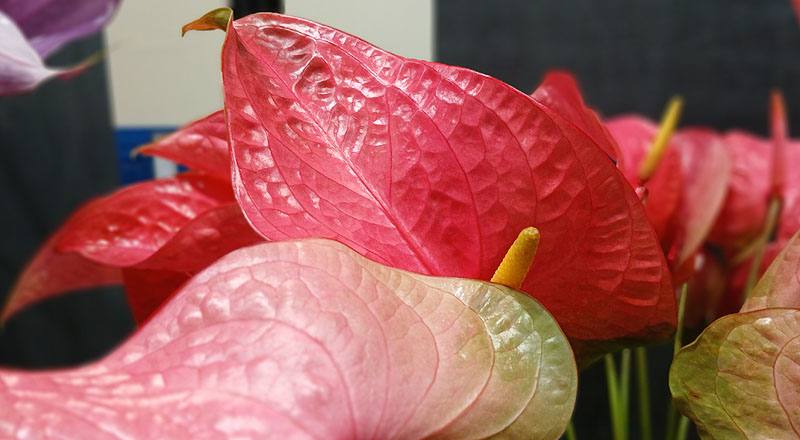 火鶴花 新羅莎 (圖片4)
