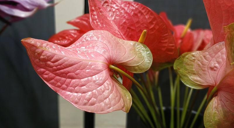 火鶴花 新羅莎 (圖片3)