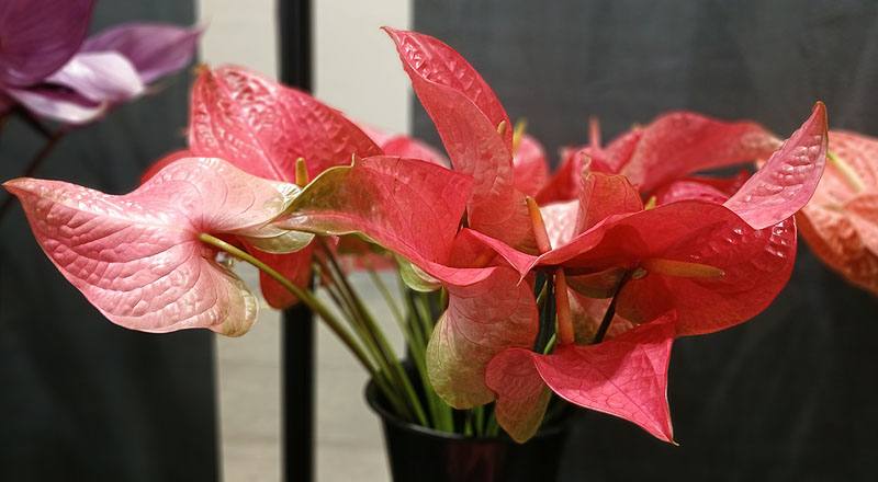火鶴花 新羅莎 (圖片1)