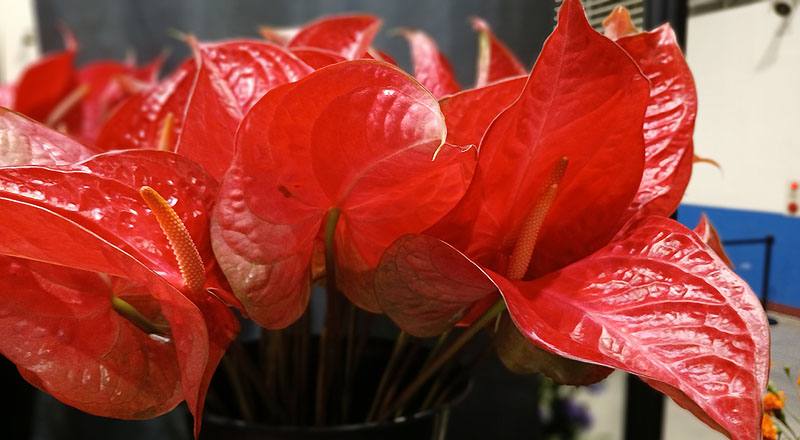 火鶴花 煦日 (圖片4)