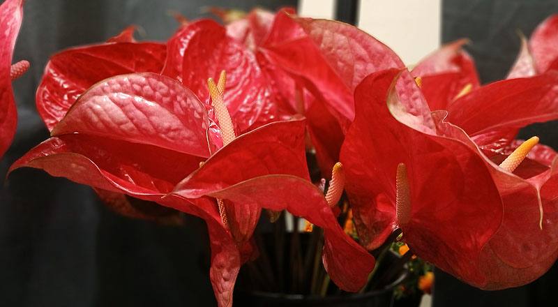 火鶴花 煦日 (圖片2)
