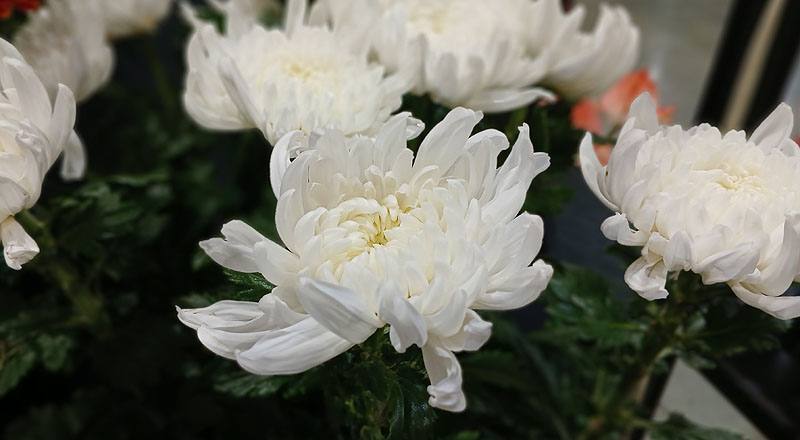 大菊 白天星 (圖片3)