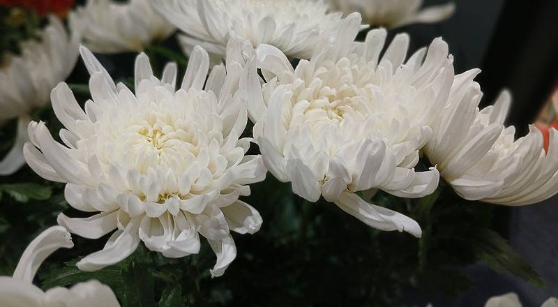 大菊 白天星 (圖片4)