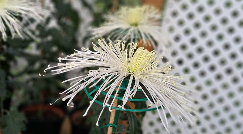 大菊 山陽仙人 (圖片5)