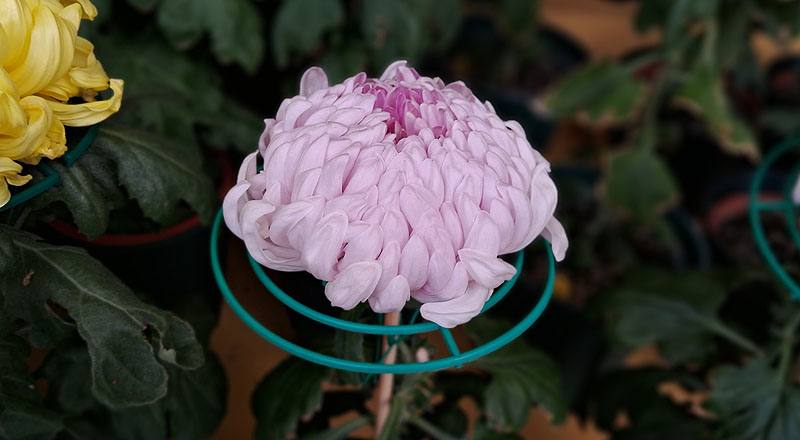 大菊 太平美夢 (圖片2)