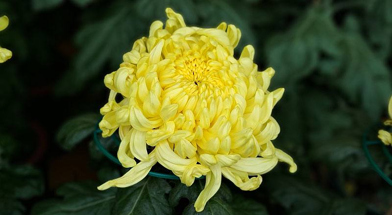 大菊 金山 (圖片7)