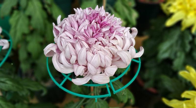 大菊 國華一芸 (圖片1)