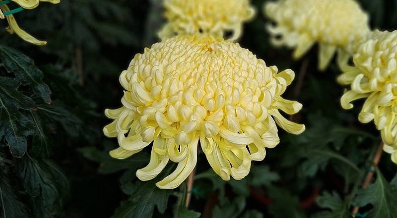 大菊 翎子舞 (圖片4)