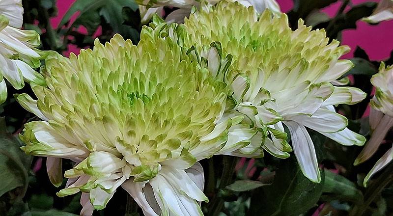 大菊 簡伯拉 (圖片4)