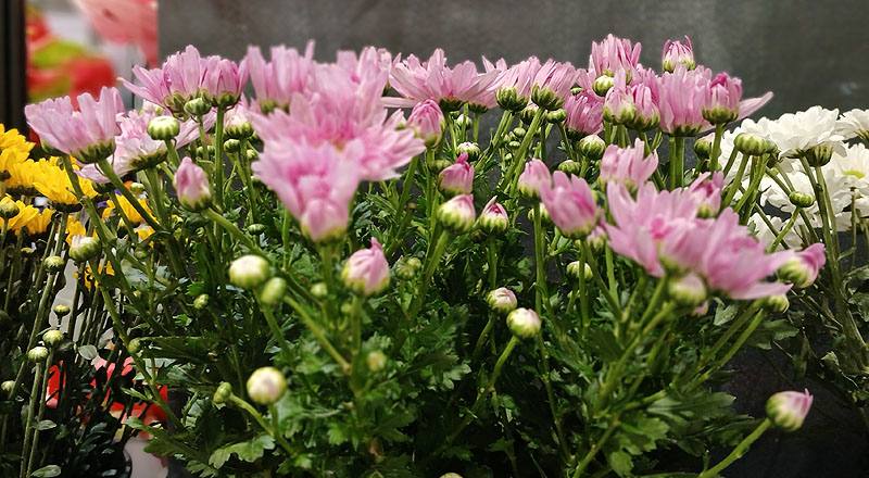 小菊 粉日記 (圖片4)