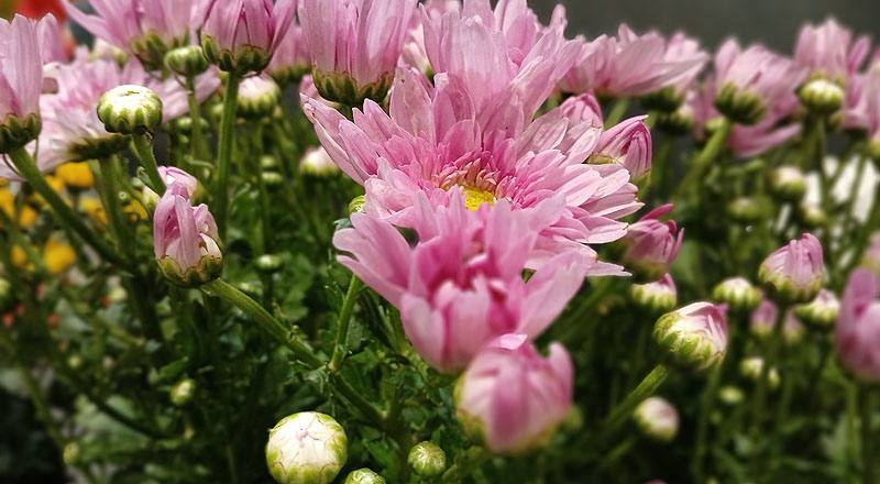 小菊 粉日記 (圖片2)