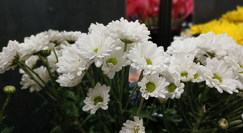 小菊 林克小白 (圖片2)