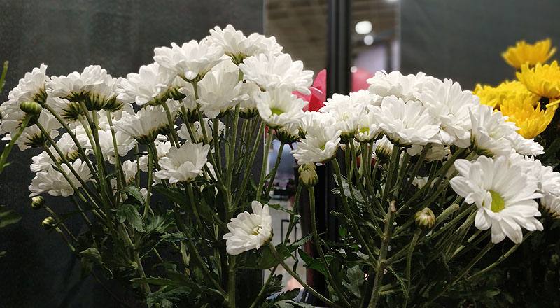 小菊 林克小白 (圖片4)
