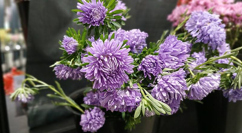 小菊 紫雲南菊 (圖片2)