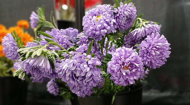 小菊 紫雲南菊 (圖片3)