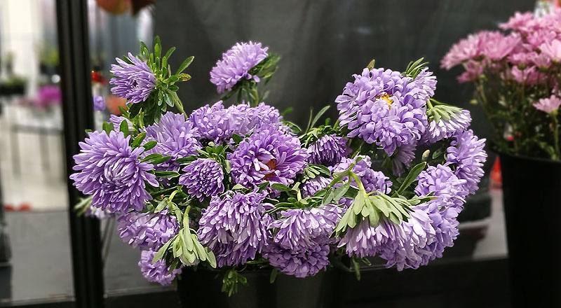 紫雲南菊(圖片)