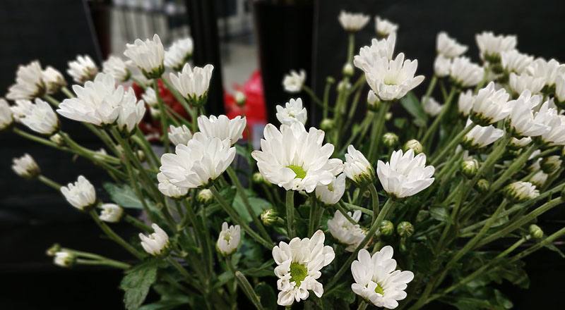 小菊 馬拉 (圖片2)