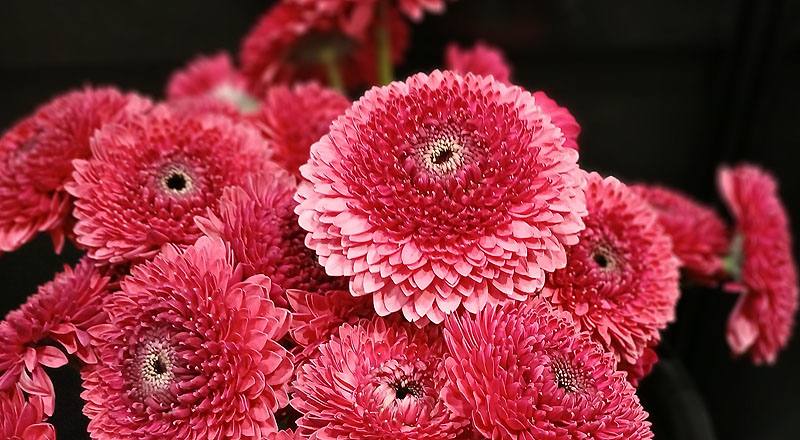 非洲菊 紅 (圖片5)