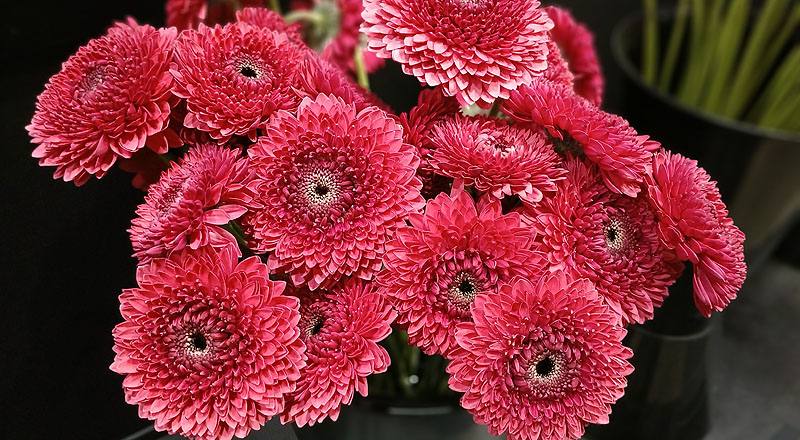 非洲菊 紅 (圖片6)
