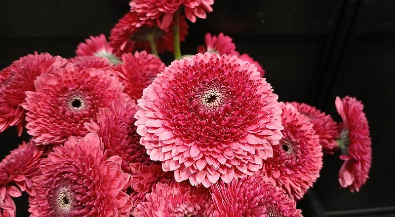 非洲菊 紅 (圖片4)