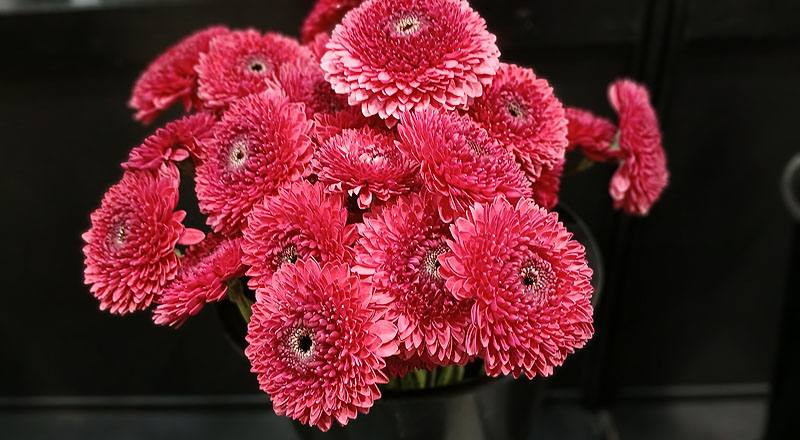 紅(圖片)