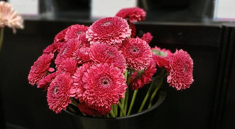 非洲菊 紅 (圖片3)