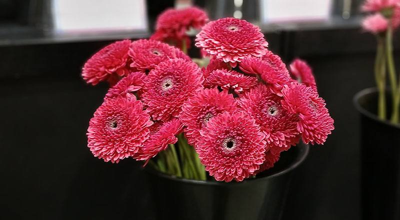 非洲菊 紅 (圖片2)
