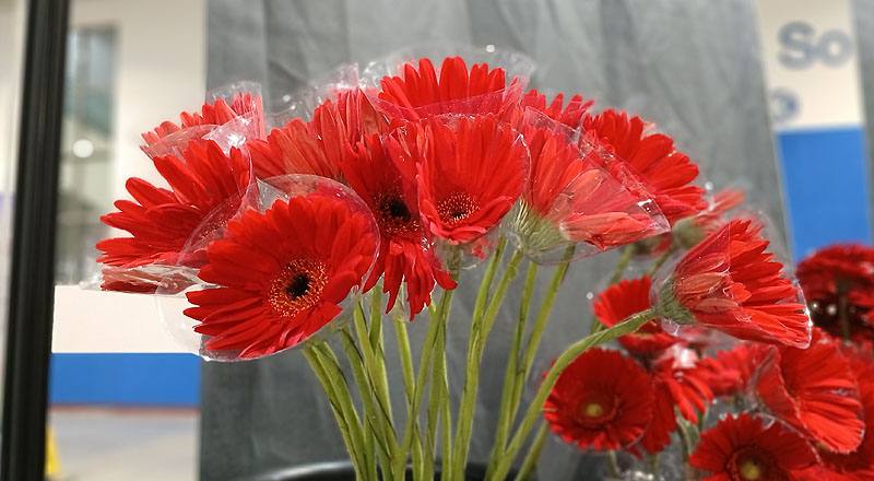 非洲菊 卡布 (圖片2)