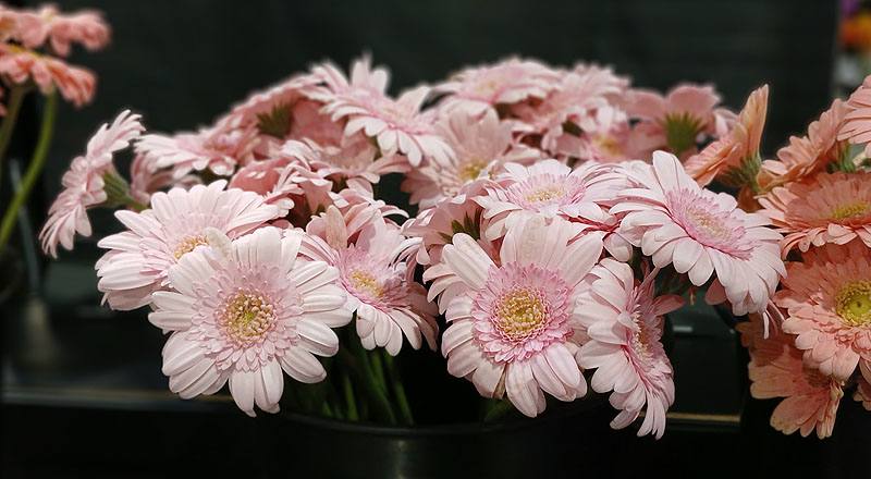 非洲菊 粉 (圖片7)